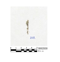 藏品(瓦氏指葉蘚)的圖片